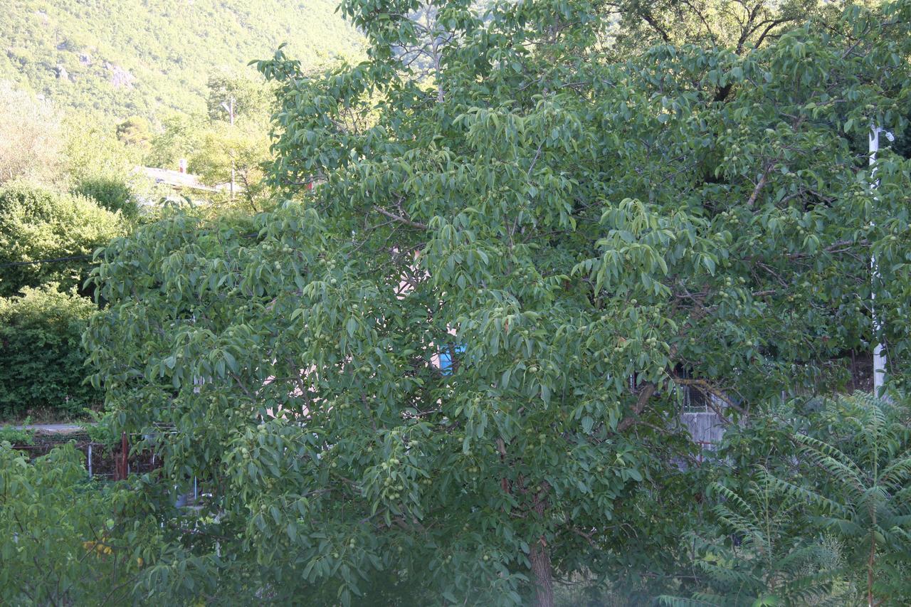 Vrzina Farm House Skadar Lake 威尔帕扎 外观 照片